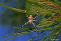: Argiope lobata; Orb Weaver Spider
