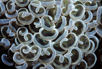 : Euphyllia ancora; Bubble Coral