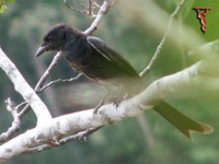 Black Drongo(Dicrurus macrocercus)
