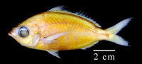 Eucinostomus gula, Jenny mojarra: fisheries, bait