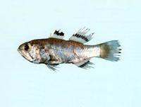 Apogon ellioti, Flag-in cardinal-fish: