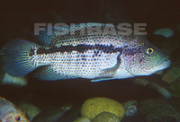 Parachromis dovii, Guapote: fisheries, gamefish
