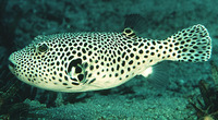 Arothron stellatus, Starry toadfish: