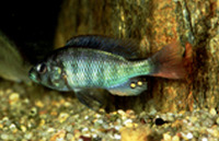 Haplochromis limax, :