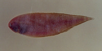 Symphurus plagusia, Duskycheek tonguefish: fisheries
