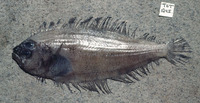 Arnoglossus debilis, Weak lefteye flounder: