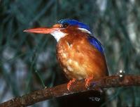 Alcedo cristata - Malachite Kingfisher