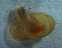 Image of: Laevapex fuscus (dusky ancylid)