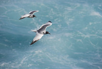 Swallow-tailed Gull (Creagrus furcatus) photo