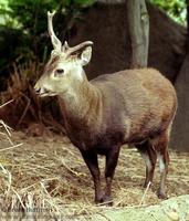 Axis kuhlii - Bawean deer