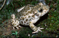 : Alytes obstetricans; Midwife Toad