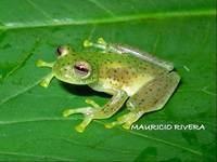 : Centrolene quindianum; Quindio Glass Frog