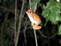 : Leptopelis flavomaculatus; Yellow-spotted Tree Frog