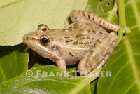 : Ptychadena mascareniensis mascareniensis; Mascarene Ridged Frog