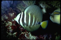 : Zebrasoma veliferum; Sailfin Tang