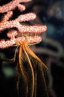 : Florometra seratissima; Feather Star;