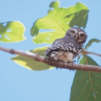 Forest Owlet (Heteroglaux blewitti)