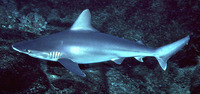 Carcharhinus plumbeus, Sandbar shark: fisheries, gamefish, aquarium
