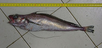 Phycis chesteri, Longfin hake: fisheries