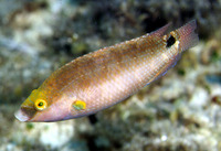 Symphodus mediterraneus, Axillary wrasse: fisheries, gamefish, aquarium