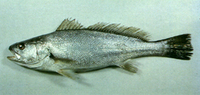 Argyrosomus japonicus, Japanese meagre: fisheries, aquaculture, gamefish