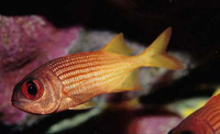 Myripristis clarionensis, Yellow soldierfish: