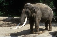 Elephas maximus - Asian Elephant