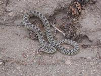 Image of: Pituophis catenifer (gopher snake)
