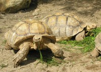 Geochelone sulcata - African Spurred Tortoise