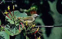 Plain Flowerpecker - Dicaeum concolor