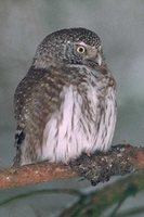 Eurasian Pygmy-Owl - Glaucidium passerinum