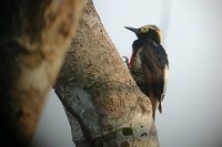 Yellow-tufted Woodpecker - Melanerpes cruentatus