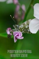 ...Orange Tip Butterfly ( Anthocharis cardamines ) hiding on wild sweet rocket flower ( 07 5128 ) s