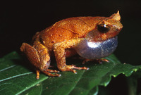 : Ophryophryne pachyprocta