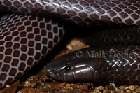 : Amblyodipsas polylepis; Purple-glossed Snake