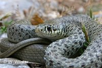 : Coluber gemonensis; Balkan Whip Snake