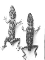 : Tenuidactylus baturensis; Batura Glacier Gecko