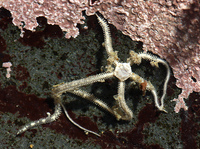 : Amphipholis squamata; Small Brittle Star