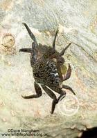 : Aratus pisonii; Mangrove Tree Crab