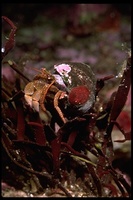 : Pagurus hemphilli; Hermit Crab