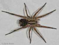 : Schizocosa mccooki; Wolf Spider