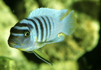Pseudotropheus fainzilberi, : aquarium