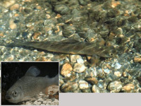 Thymallus thymallus, Grayling: fisheries, aquaculture, gamefish, aquarium
