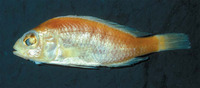 Haplochromis engystoma, :