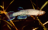 Aphyoplatys duboisi, Dubois' Panchax: fisheries