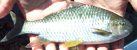 Cyprinion semiplotum, Assamese kingfish: fisheries