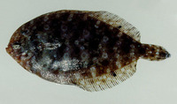 Arnoglossus aspilos, Spotless lefteye flounder: fisheries