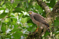 Buteo magnirostris - Roadside Hawk