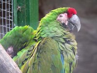 Ara militaris - Military Macaw