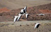 Image of: Anser indicus (bar-headed goose)